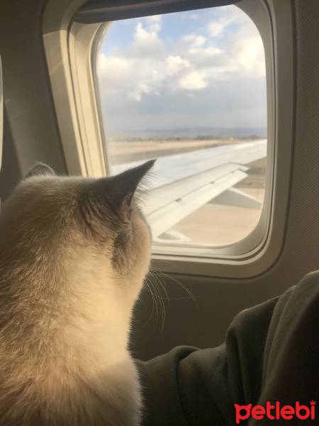 British Shorthair, Kedi  Obiwan fotoğrafı