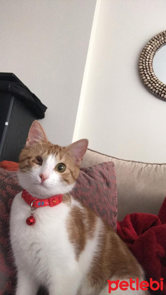 Sarman, Kedi  Pisito fotoğrafı