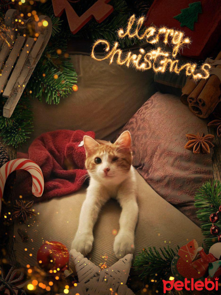 Sarman, Kedi  Pisito fotoğrafı