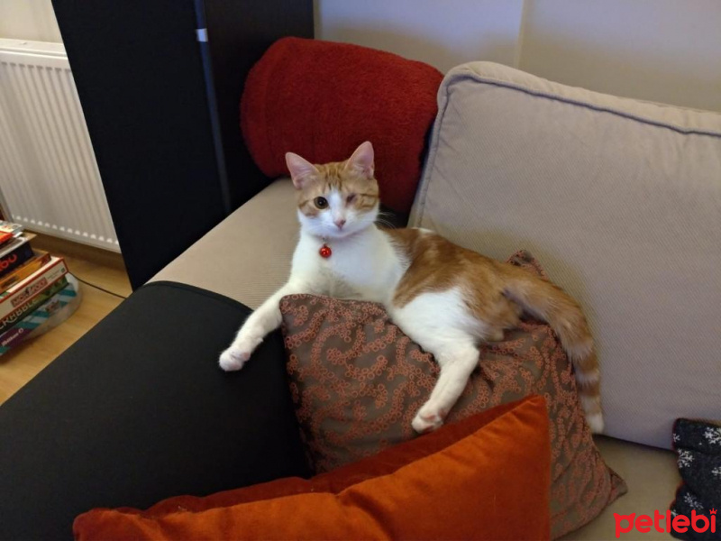 Sarman, Kedi  Pisito fotoğrafı