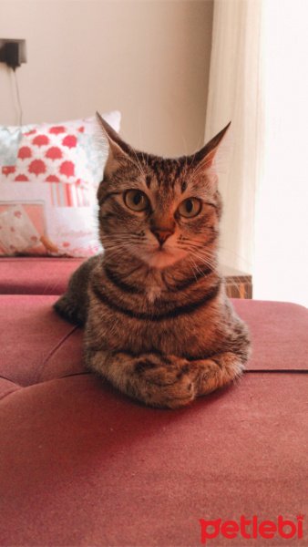 Tekir Kedi, Kedi  Berlin fotoğrafı