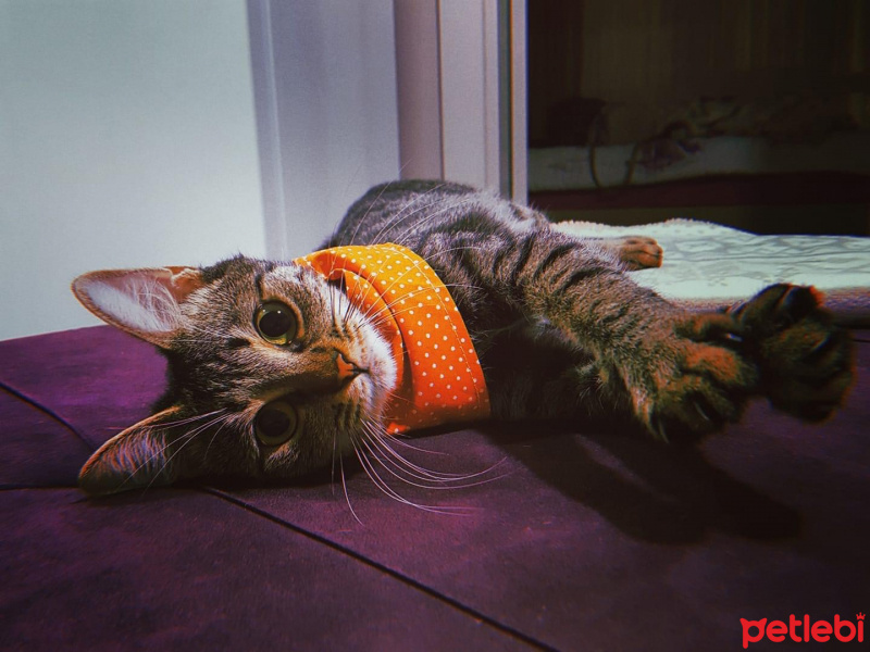 Tekir Kedi, Kedi  Berlin fotoğrafı