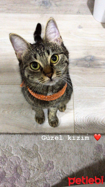 Tekir Kedi, Kedi  Berlin fotoğrafı