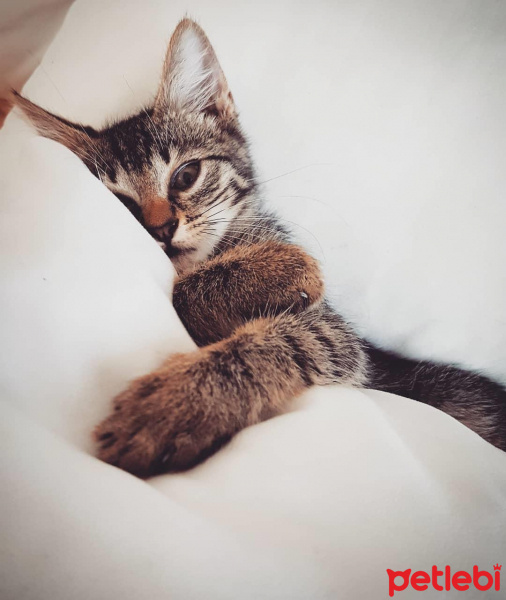 Tekir Kedi, Kedi  Berlin fotoğrafı