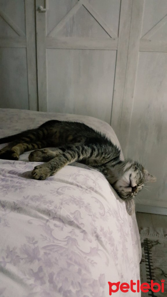 Tekir Kedi, Kedi  Berlin fotoğrafı