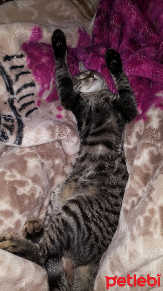 Tekir Kedi, Kedi  Berlin fotoğrafı