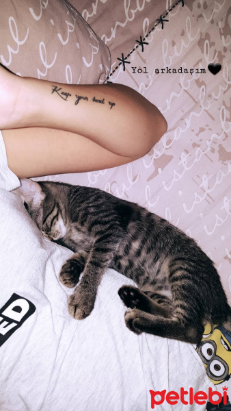 Tekir Kedi, Kedi  Berlin fotoğrafı