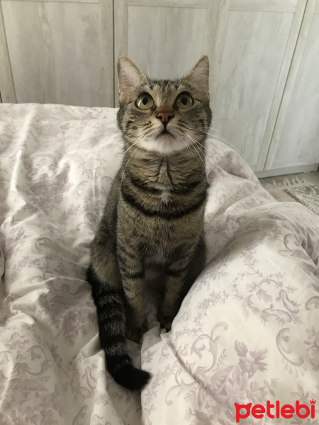 Tekir Kedi, Kedi  Berlin fotoğrafı