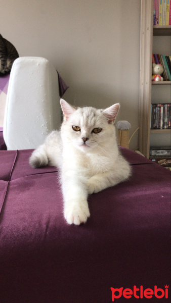 British Shorthair, Kedi  Tokyo fotoğrafı