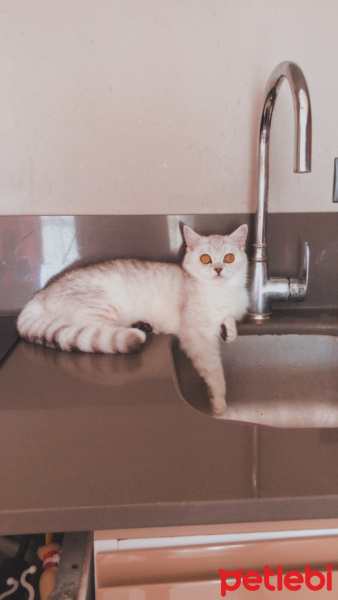 British Shorthair, Kedi  Tokyo fotoğrafı