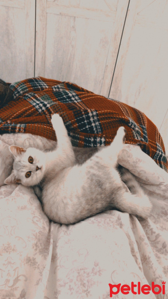 British Shorthair, Kedi  Tokyo fotoğrafı