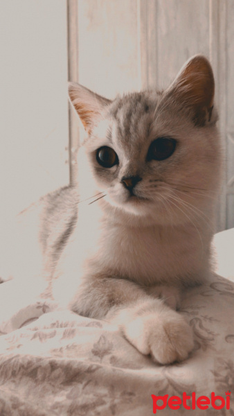 British Shorthair, Kedi  Tokyo fotoğrafı