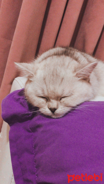 British Shorthair, Kedi  Tokyo fotoğrafı
