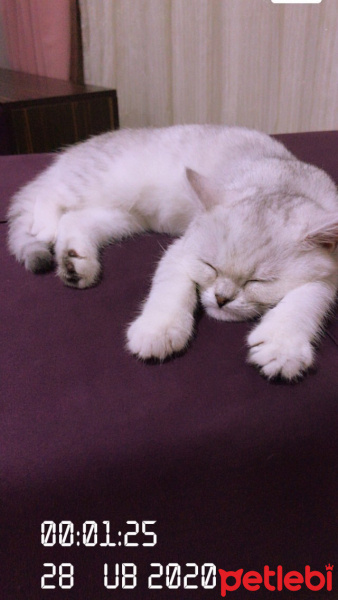 British Shorthair, Kedi  Tokyo fotoğrafı