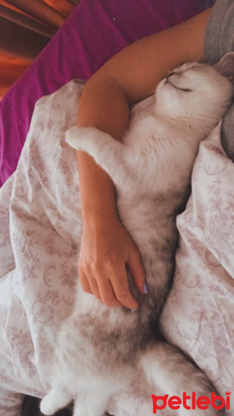 British Shorthair, Kedi  Tokyo fotoğrafı