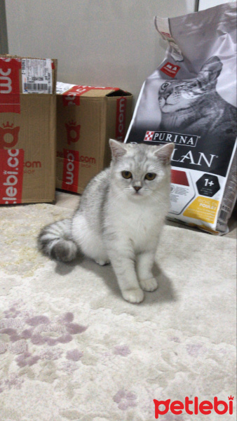 British Shorthair, Kedi  Tokyo fotoğrafı
