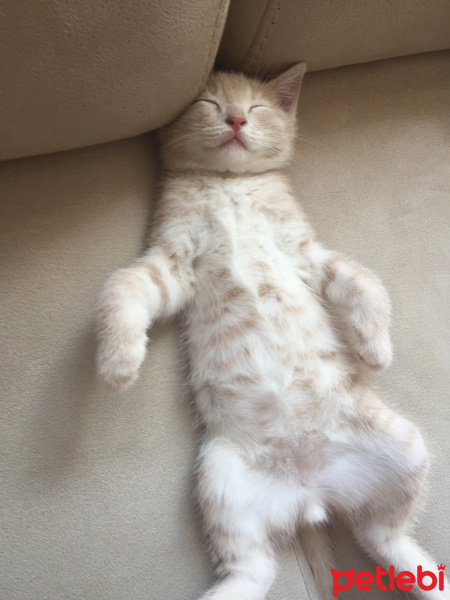 British Shorthair, Kedi  Badem fotoğrafı
