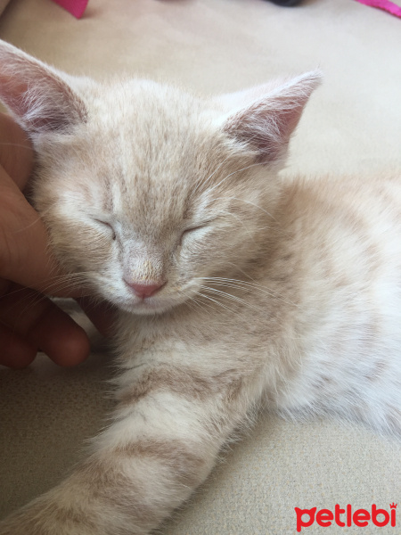 British Shorthair, Kedi  Badem fotoğrafı