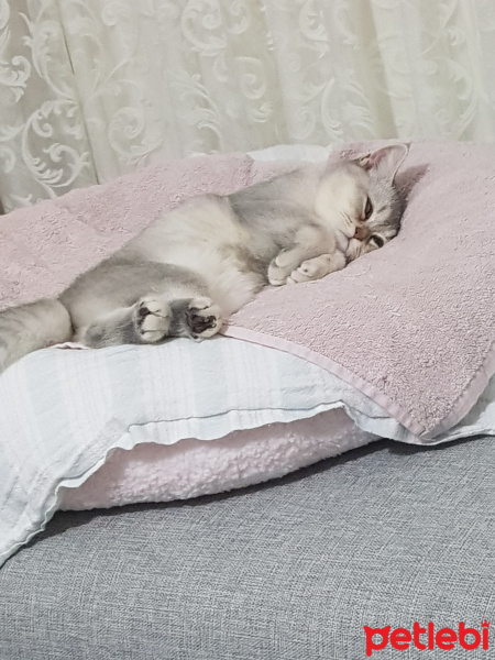 British Shorthair, Kedi  şeker fotoğrafı