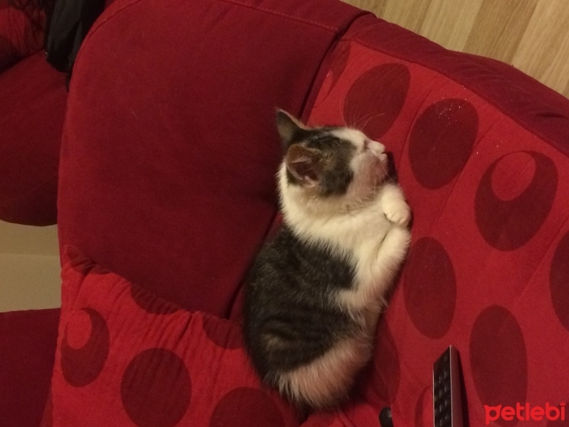 Tekir Kedi, Kedi  Zıpzıp fotoğrafı