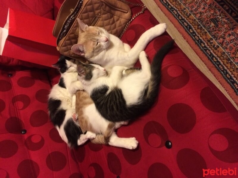 Tekir Kedi, Kedi  Zıpzıp fotoğrafı