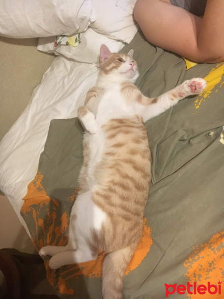 Sarman, Kedi  Cibi fotoğrafı