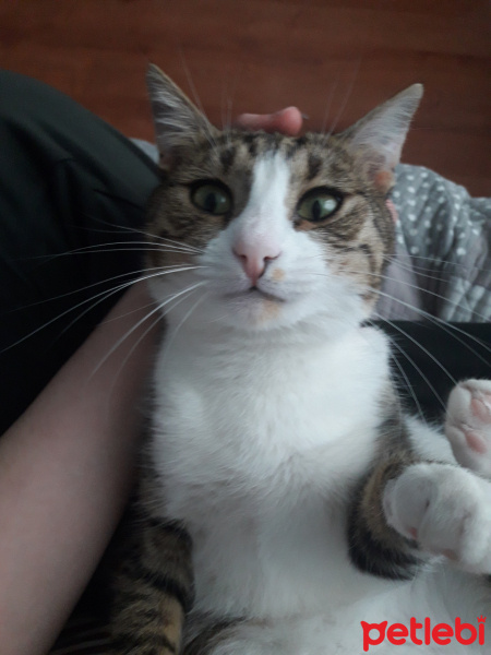 Tekir Kedi, Kedi  Saldıray fotoğrafı