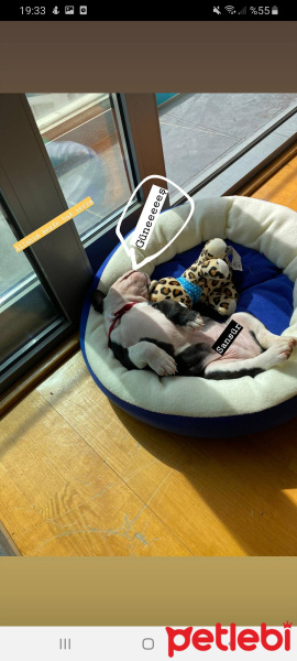Fransız Bulldog, Köpek  Alex fotoğrafı