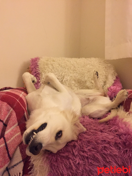 Golden Retriever, Köpek  lifewithcappy fotoğrafı