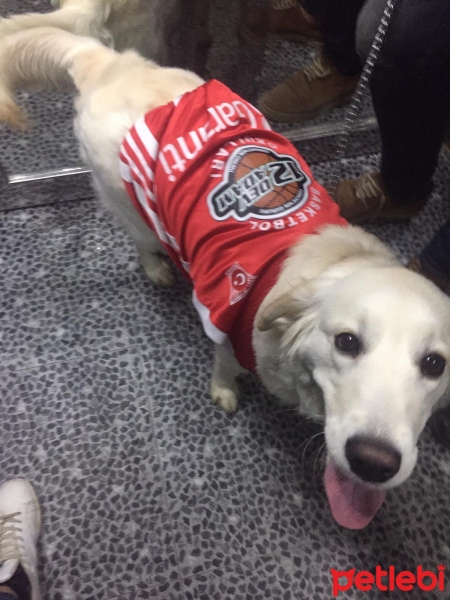 Golden Retriever, Köpek  lifewithcappy fotoğrafı