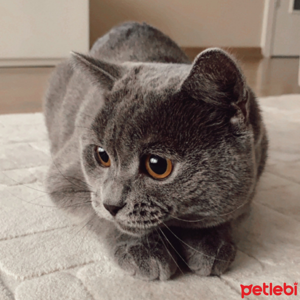 British Shorthair, Kedi  Leo fotoğrafı