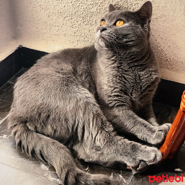 British Shorthair, Kedi  Leo fotoğrafı