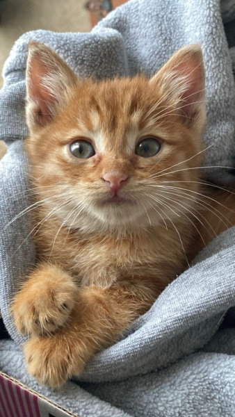 Sarman, Kedi  Karamel fotoğrafı
