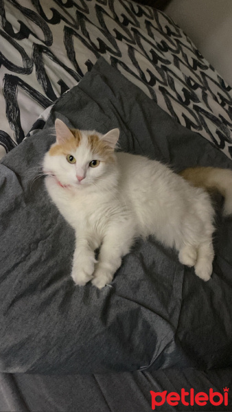 Van Kedisi, Kedi  Şeftali fotoğrafı