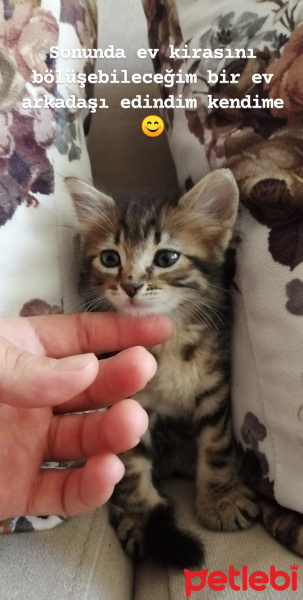 Tekir Kedi, Kedi  Sumak fotoğrafı