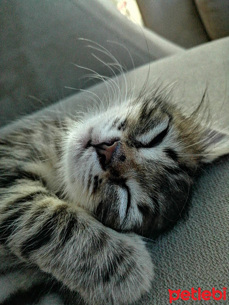 Tekir Kedi, Kedi  Sumak fotoğrafı