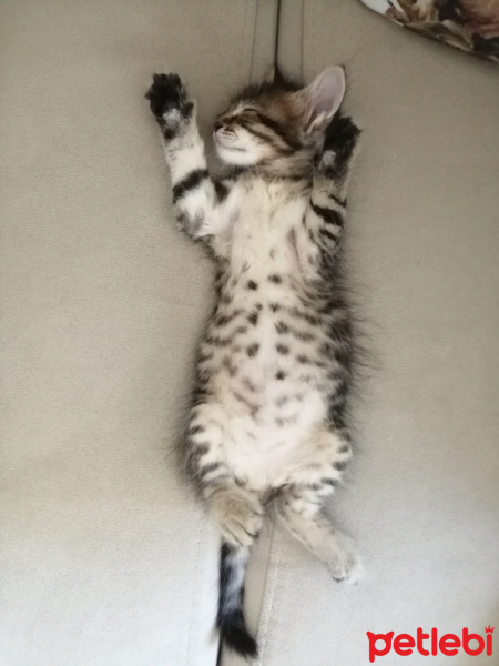 Tekir Kedi, Kedi  Sumak fotoğrafı