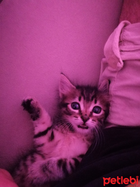 Tekir Kedi, Kedi  Sumak fotoğrafı