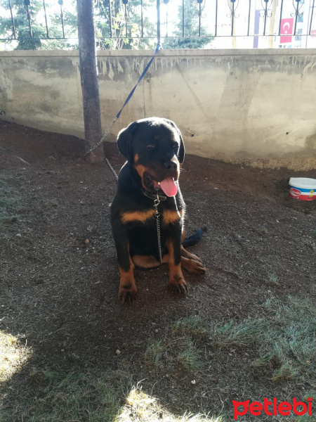 Rottweiler, Köpek  kömür fotoğrafı