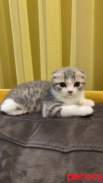 Scottish Fold, Kedi  Mestan fotoğrafı