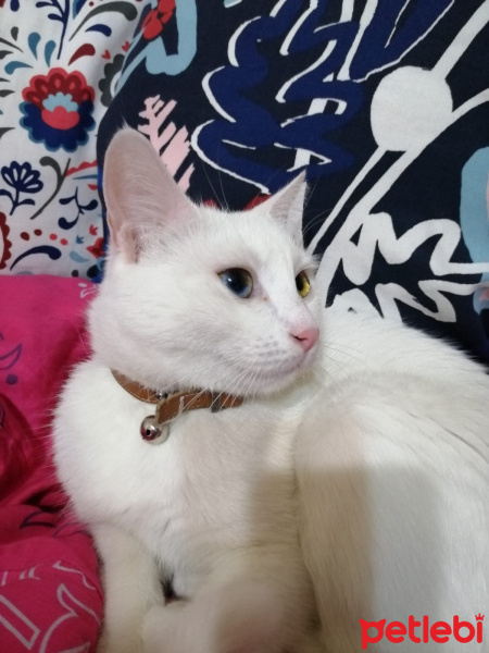 Tekir Kedi, Kedi  Sakız fotoğrafı