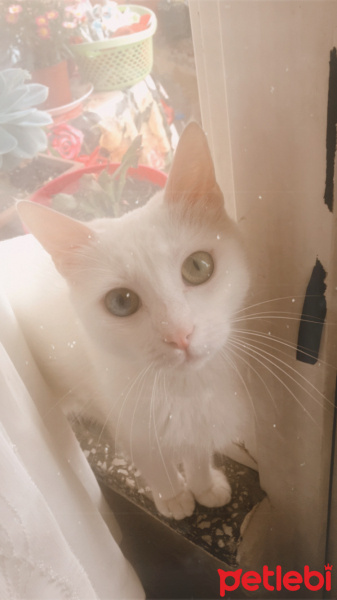 Tekir Kedi, Kedi  Sakız fotoğrafı
