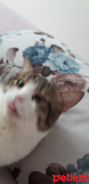 Tekir Kedi, Kedi  Minnoş fotoğrafı