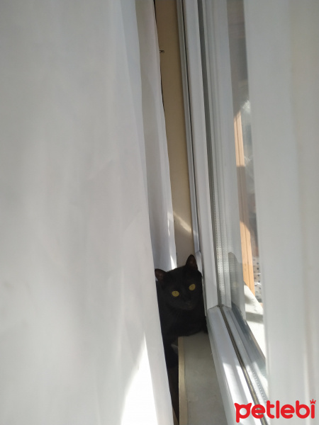 Bombay, Kedi  Gece fotoğrafı