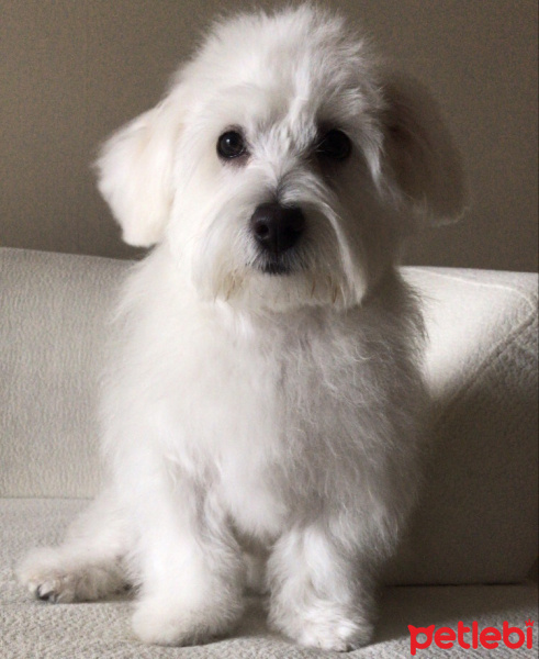Maltese, Köpek  Rodley fotoğrafı