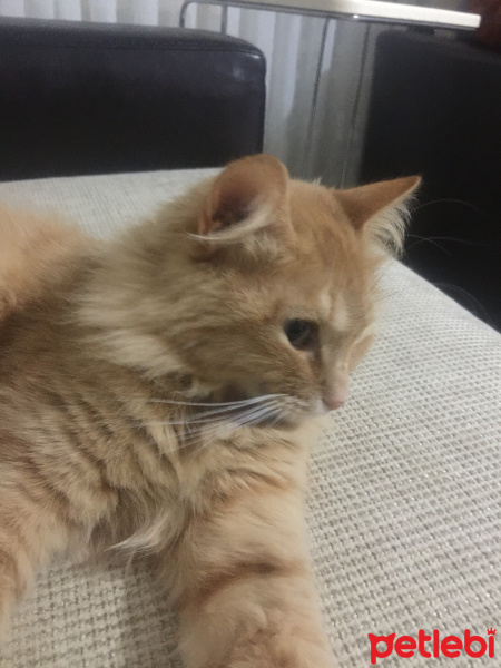 Tekir Kedi, Kedi  Sarıkız fotoğrafı