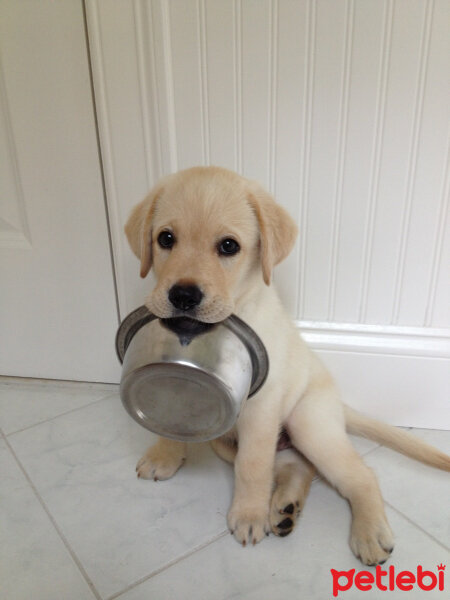 Labrador Retriever, Köpek  miço fotoğrafı