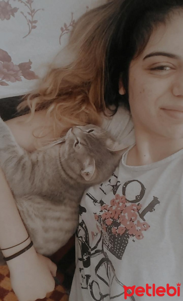 British Shorthair, Kedi  Duman fotoğrafı