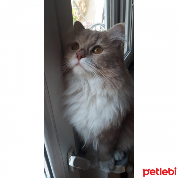 Chinchilla, Kedi  Boncuk mia fotoğrafı