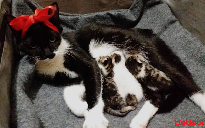 Tuxedo (Smokin) Kedi, Kedi  Zeytin fotoğrafı